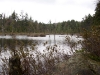 Beaver Pond